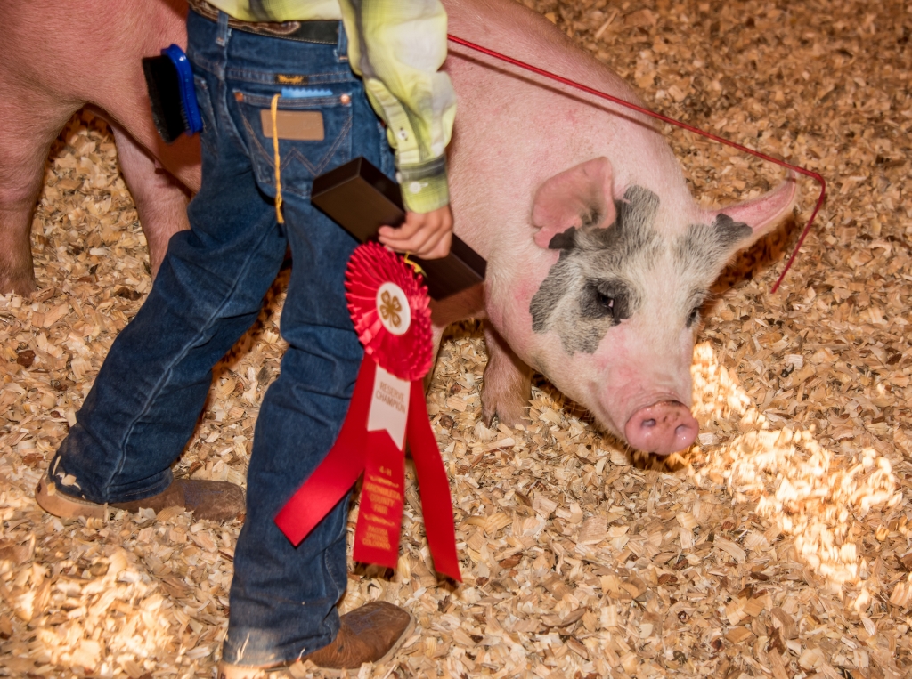 9ce678_50cf5db8344d424cac07adad45888b16~mv2