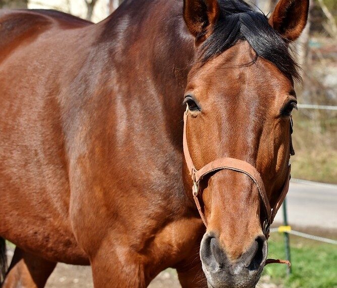 Horse face
