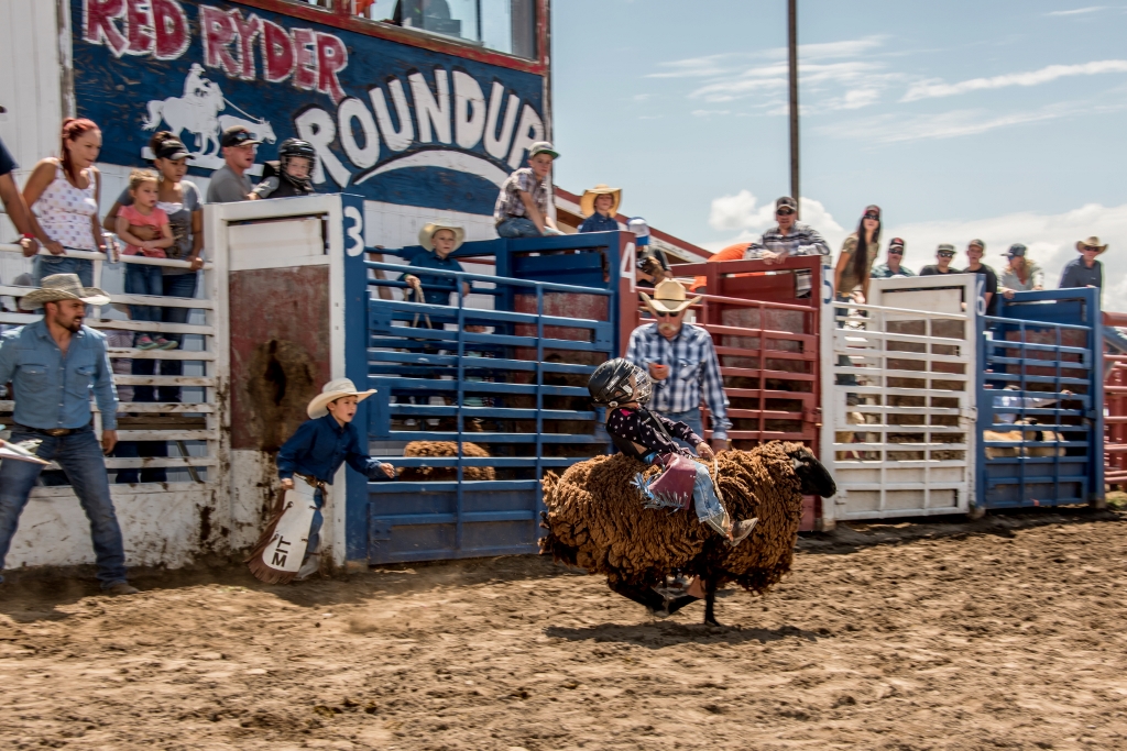 Kids' Rodeo riding sheep
